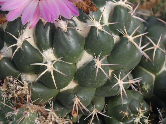 Coryphantha_recurvispina_pl.JPG