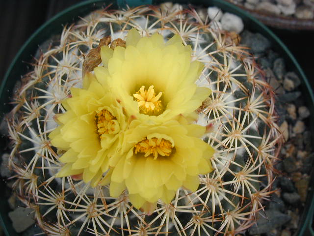 Coryphantha_retusa_3_fl.JPG