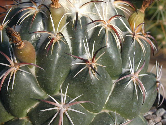 Coryphantha tripugionacantha L1464 spn