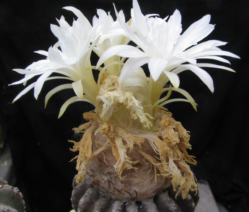 Discocactus horstii