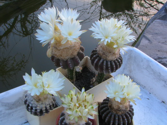 Discocactus horstii