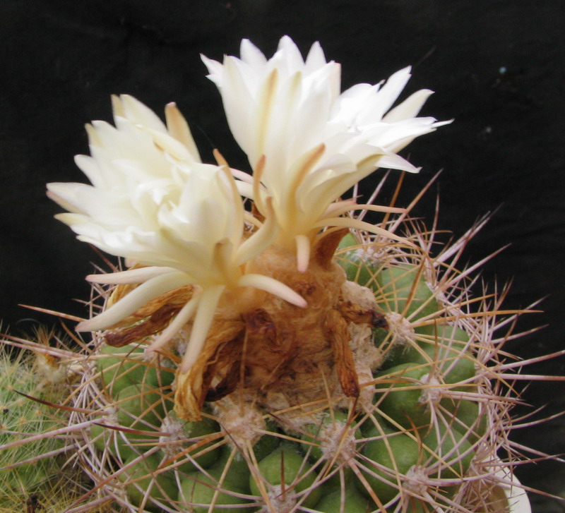 Discocactus zehntneri