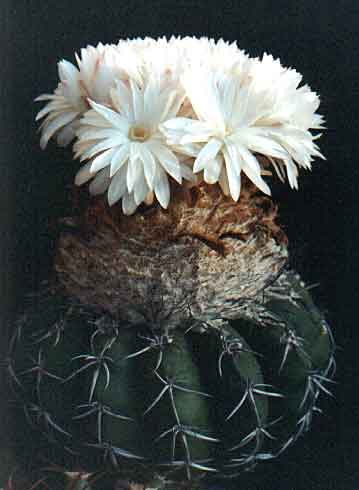 Discocactus placentiformis