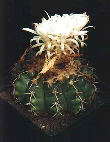 Discocactus spinosior