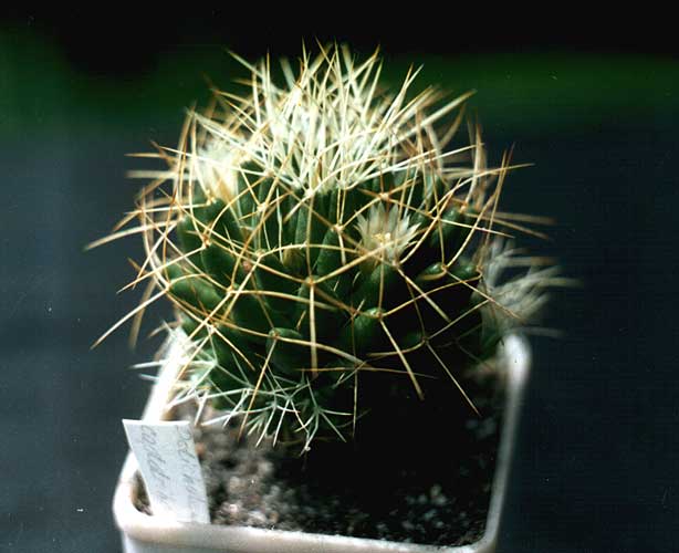 Dolichothele (Mammillaria) camptotricha