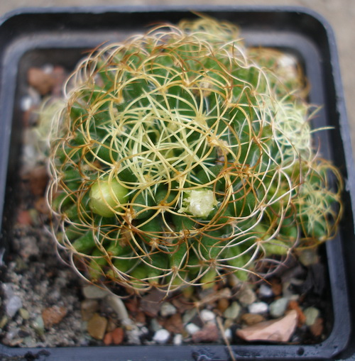 Dolichothele (Mammillaria) camptotricha cv.marnier-lapostollei