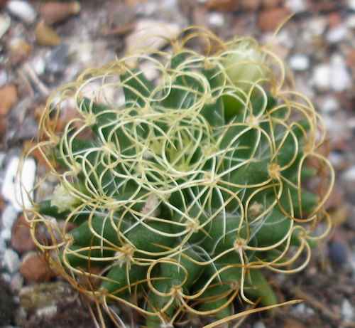 Dolichothele (Mammillaria) camptotricha cv.marnier-lapostollei