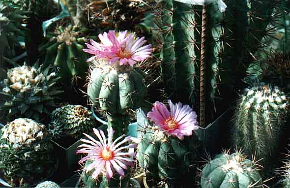 Echinocactus horizonthalonius