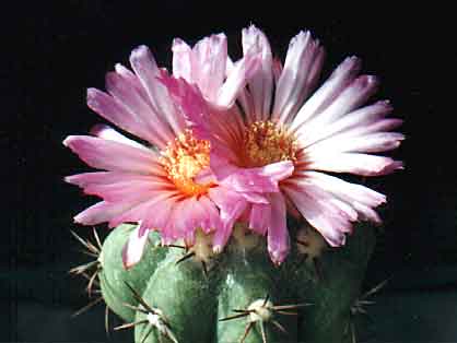 Echinocactus horizonthalonius