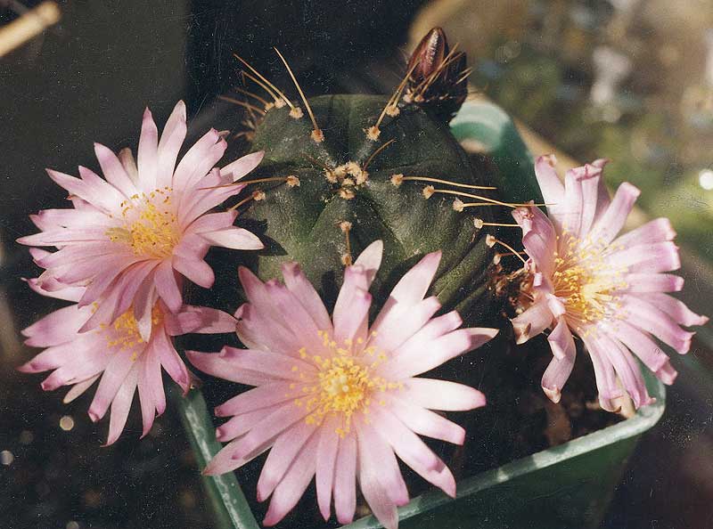 Echinocereus knippelianus