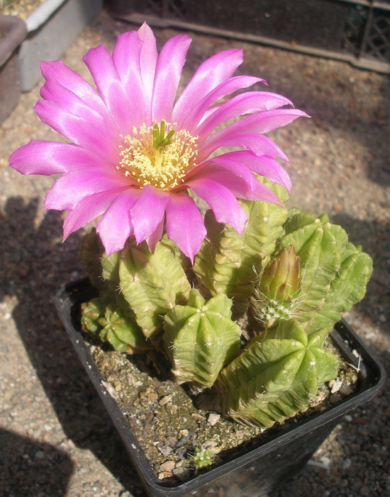 Echinocereus moricalii