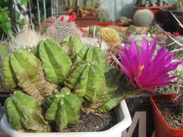 Echinocereus morricalii