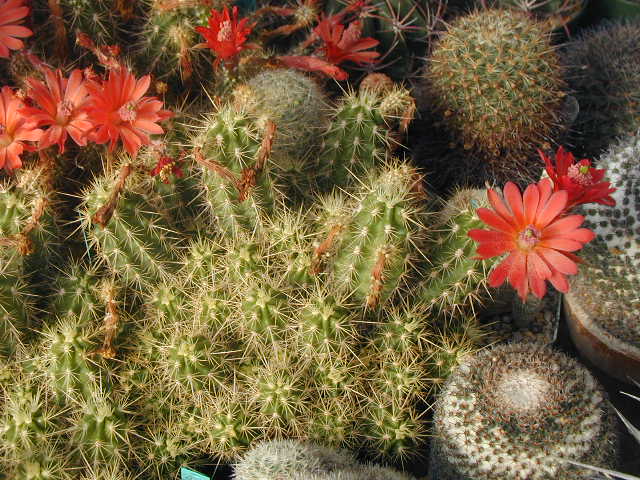 Echinocereus pacificus ssp  mombergerianus plant