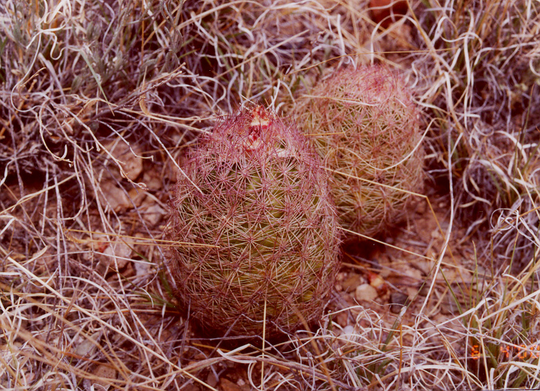 Echinocereus dasyacanthus