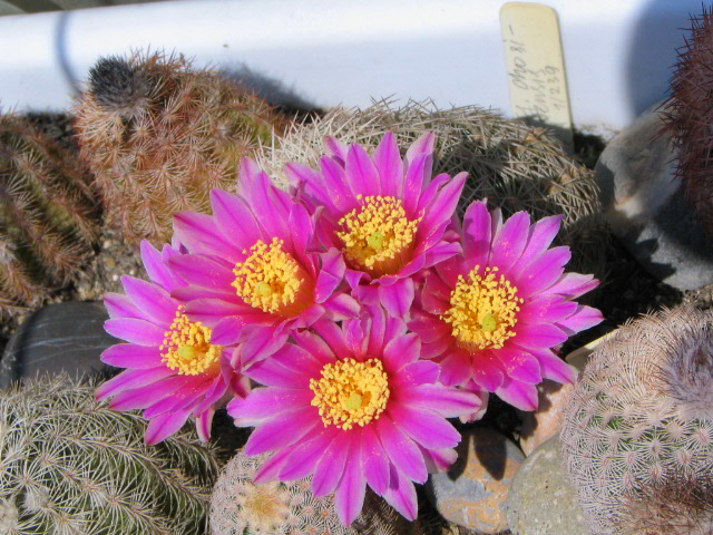 Echinocereus chisoensis