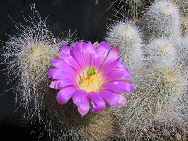 Echinocereus delaetii