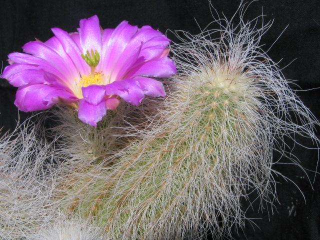 Echinocereus delaetii 