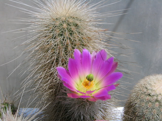 Echinocereus freudenbergeri