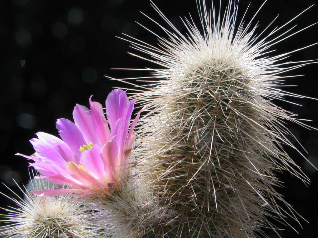 Echinocereus freudenbergeri