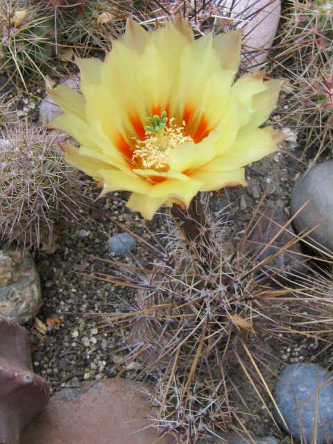 Echinocereus papillosus