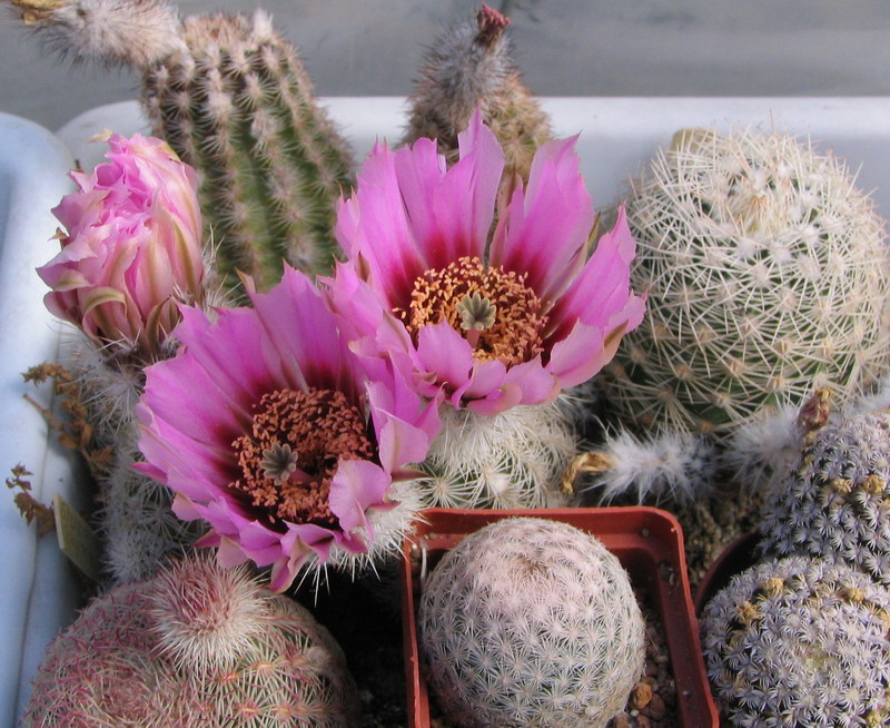 Echinocereus pectinatus