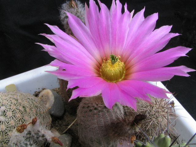 Echinocereus primolanatus