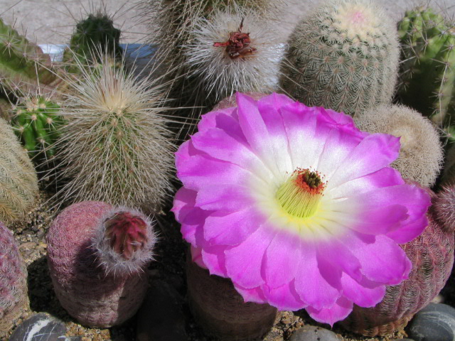 Echinocereus rigidissimus v. rubrispinus