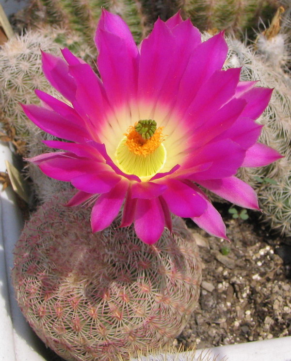 Echinocereus rigidissimus 