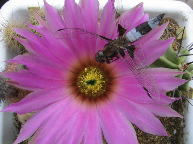 Echinocereus sp.