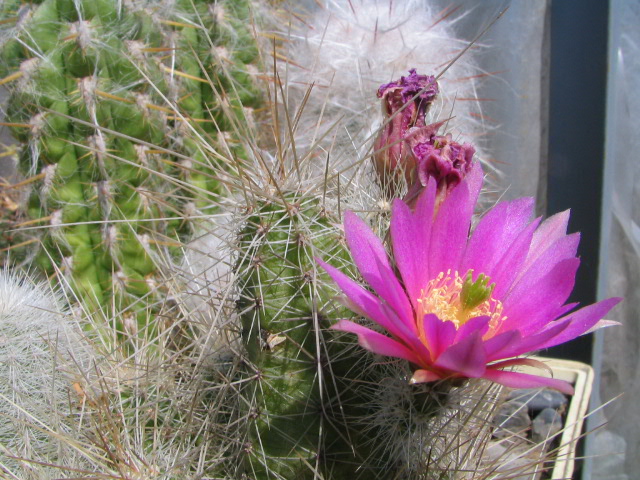 Echinocereus sp.