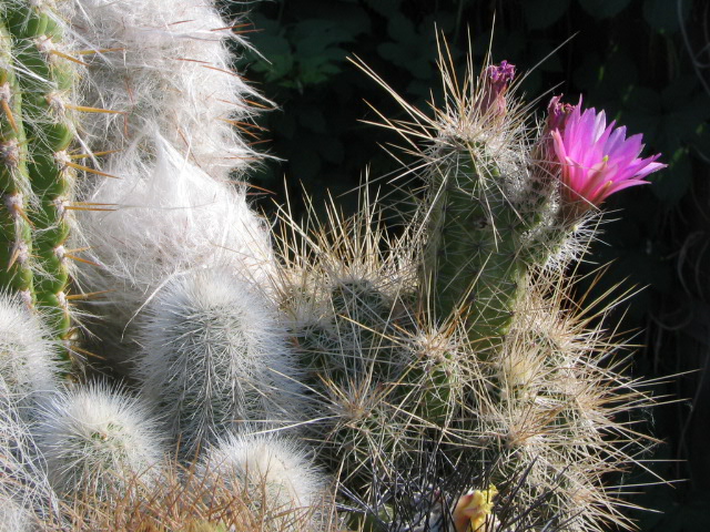 Echinocereus sp.