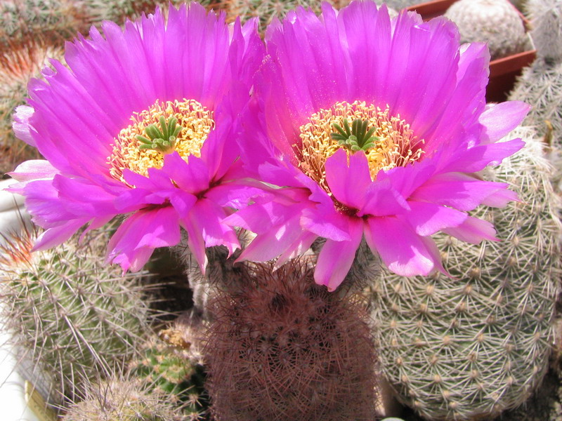 Echinocereus sp.