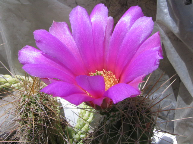 Echinocereus stramineus