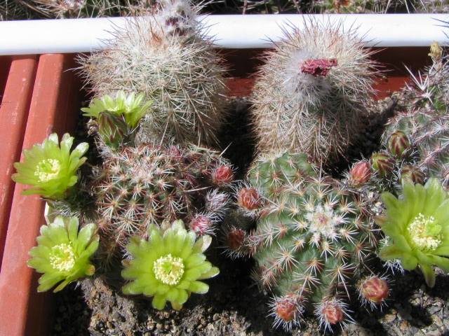 Echinocereus  viridiflorus v. davisii