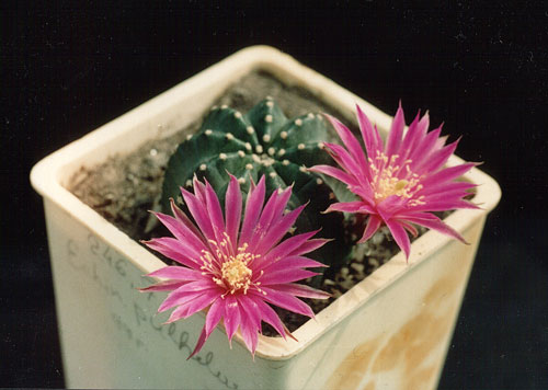 Echinocereus pulchellus