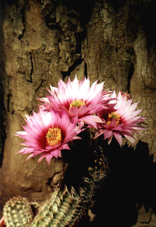 Echinocereus reichenbachii