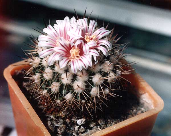 Echinofossulocactus (Stenocactus) sp.