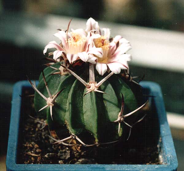 Echinofossulocactus (Stenocactus) coptonogonus