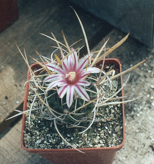 Echinofossulocactus (Stenocactus) gladiatus