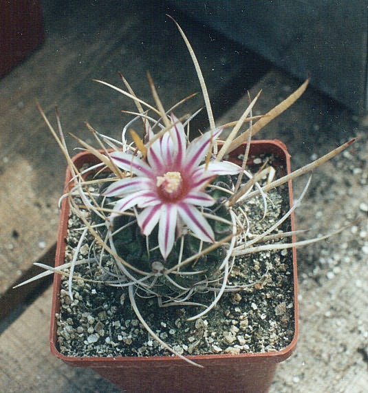 Echinofossulocactus (Stenocactus) gladiatus