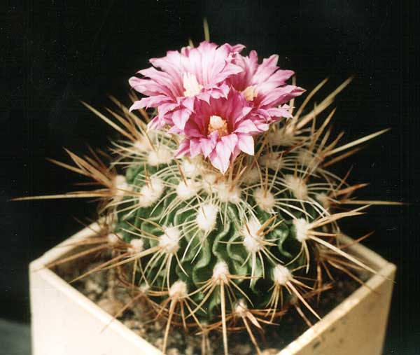 Echinofossulocactus (Stenocactus)  rosassianus