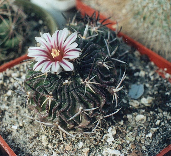 Echinofossulocactus (Stenocactus) sp.