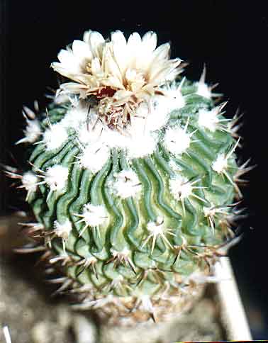 Echinofossulocactus (Stenocactus) anfractuosus