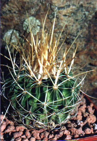 Echinofossulocactus (Stenocactus) arrigens