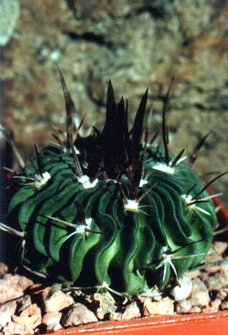 Echinofossulocactus (Stenocactus) grandicornis