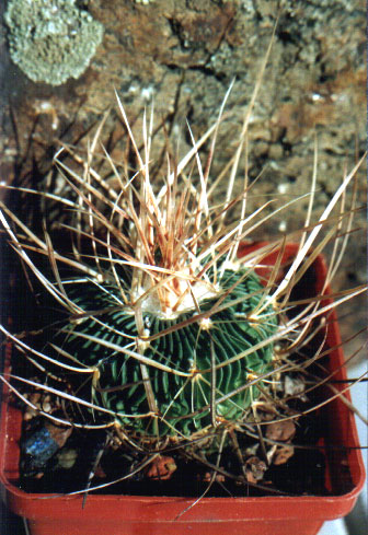 Echinofossulocactus (Stenocactus) multicostatus