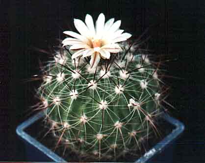 Echinofossulocactus (Stenocactus) vaupelianus