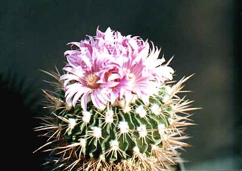 Echinofossulocactus (Stenocactus) violaciflorus