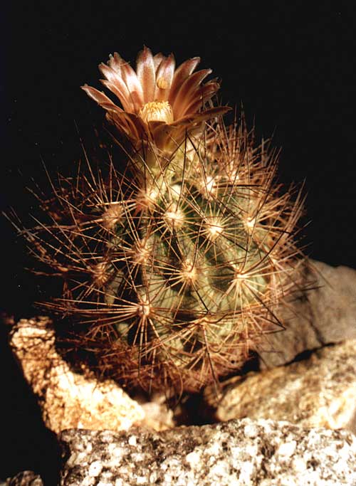 Echinomastus mapimiensis