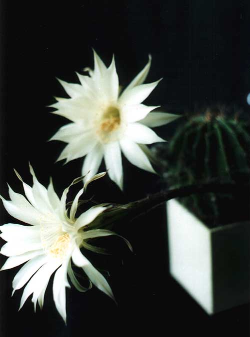 Echinopsis hybr.